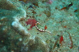 Image of Hypselodoris nigrolineata (Eliot 1904)