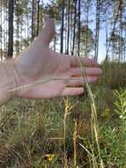 Schizachyrium scoparium subsp. divergens (Hack.) Gandhi & Smeins resmi