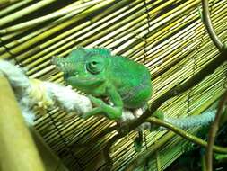 Image of Giant East Usambara Blade-horned Chameleon