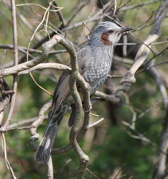 Image of Brown-eared Bulbul