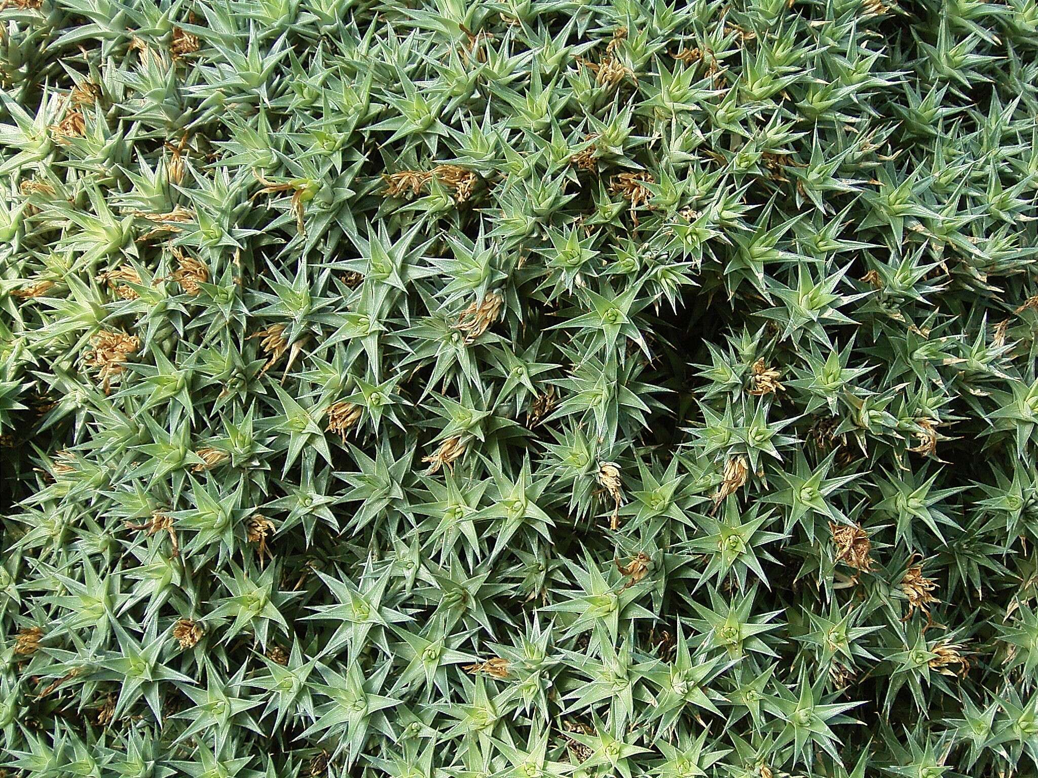 Image of Deuterocohnia brevifolia (Griseb.) M. A. Spencer & L. B. Sm.
