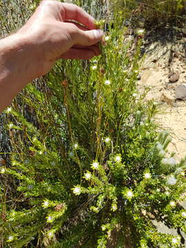 Image of Phylica fruticosa Schltr.