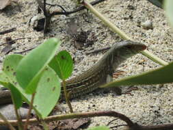 Imagem de Ameiva bifrontata divisa (Fischer 1879)