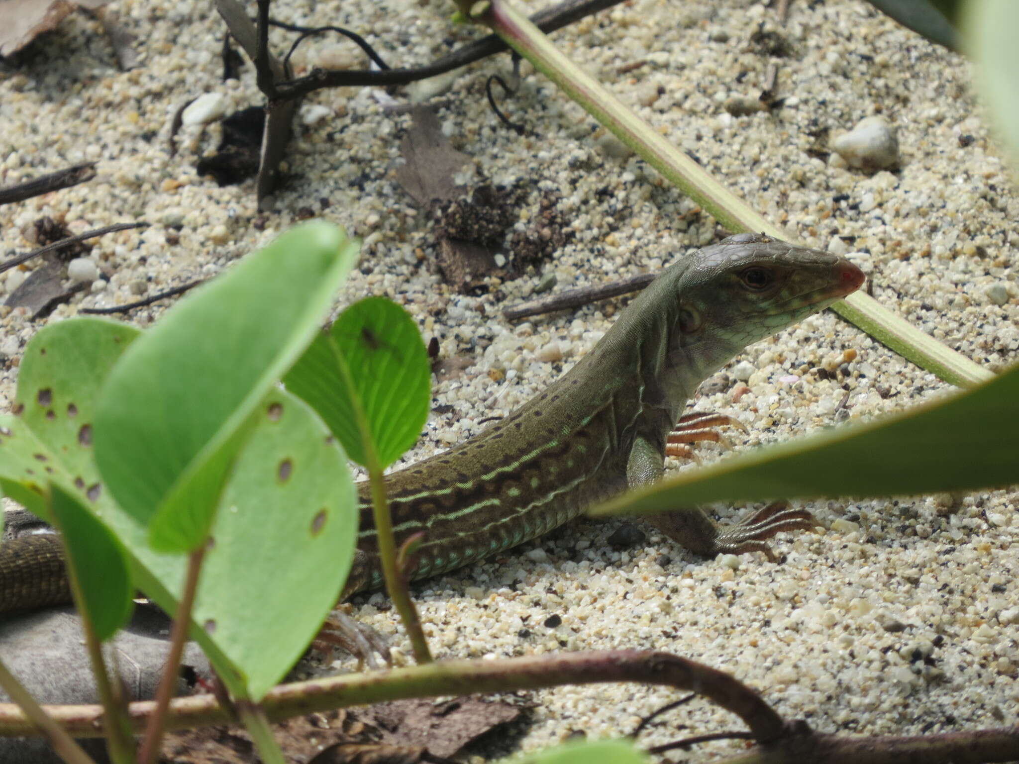 Imagem de Ameiva bifrontata divisa (Fischer 1879)