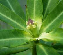 Euphorbia antso Denis resmi