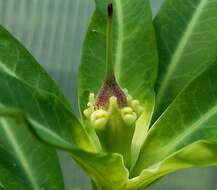 Euphorbia antso Denis resmi