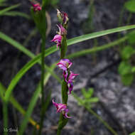 Image of Disperis paludosa Harv. ex Lindl.