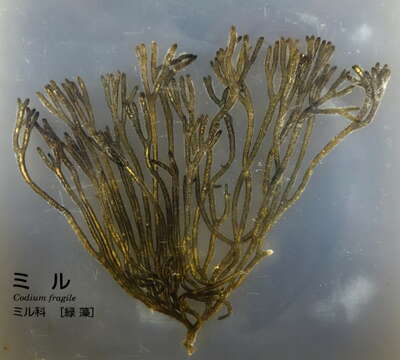 Image of Codium fragile