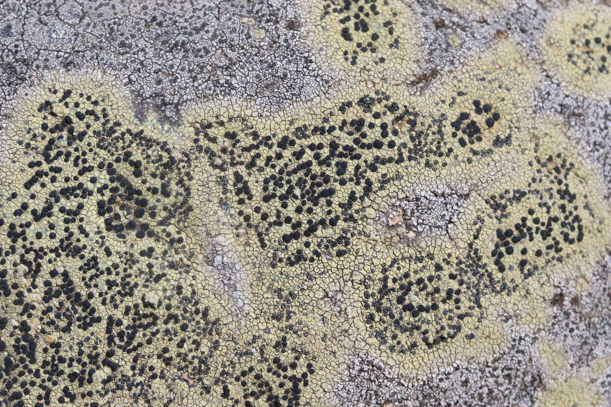 Image of disc lichen