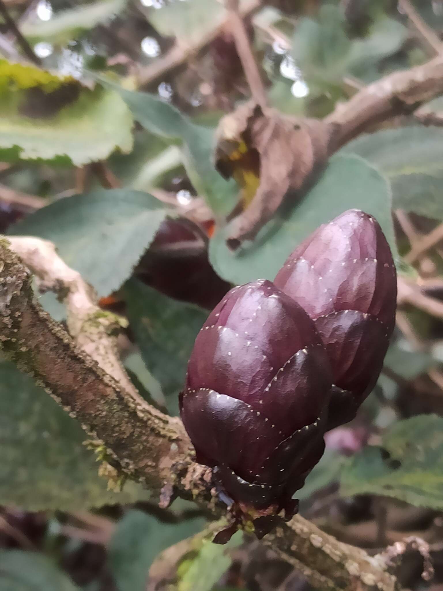 Imagem de Strobilanthes luridus Wight