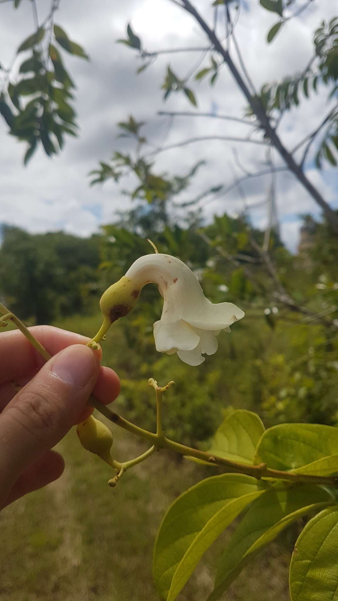 Imagem de Amphilophium elongatum (Vahl) L. G. Lohmann