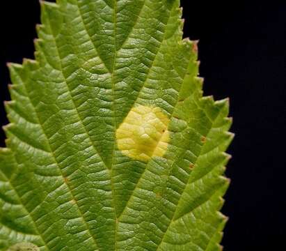 Image of Meadowsweet