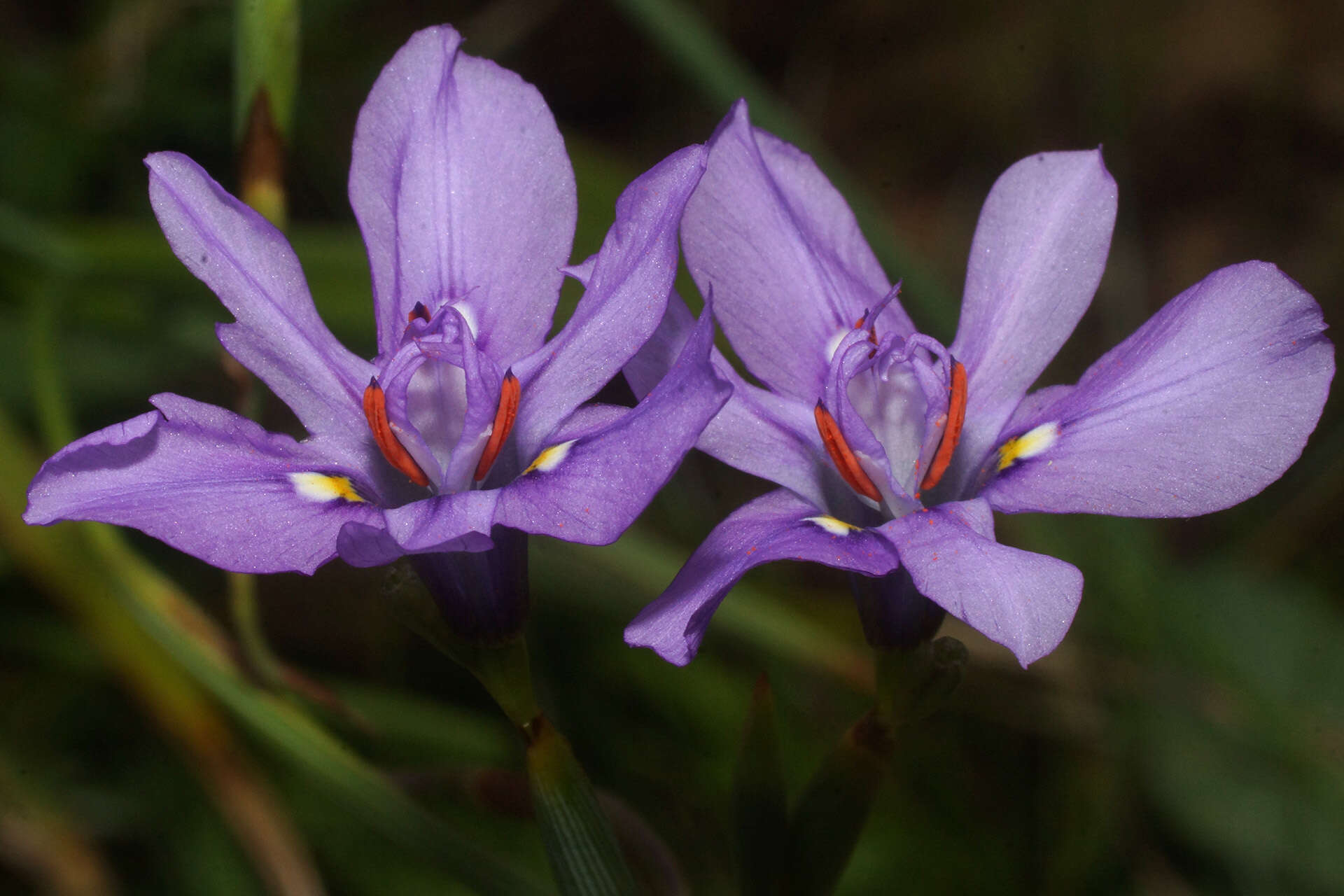 Moraea inclinata Goldblatt resmi