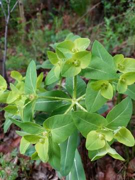 Image of Euphorbia fischeriana Steud.