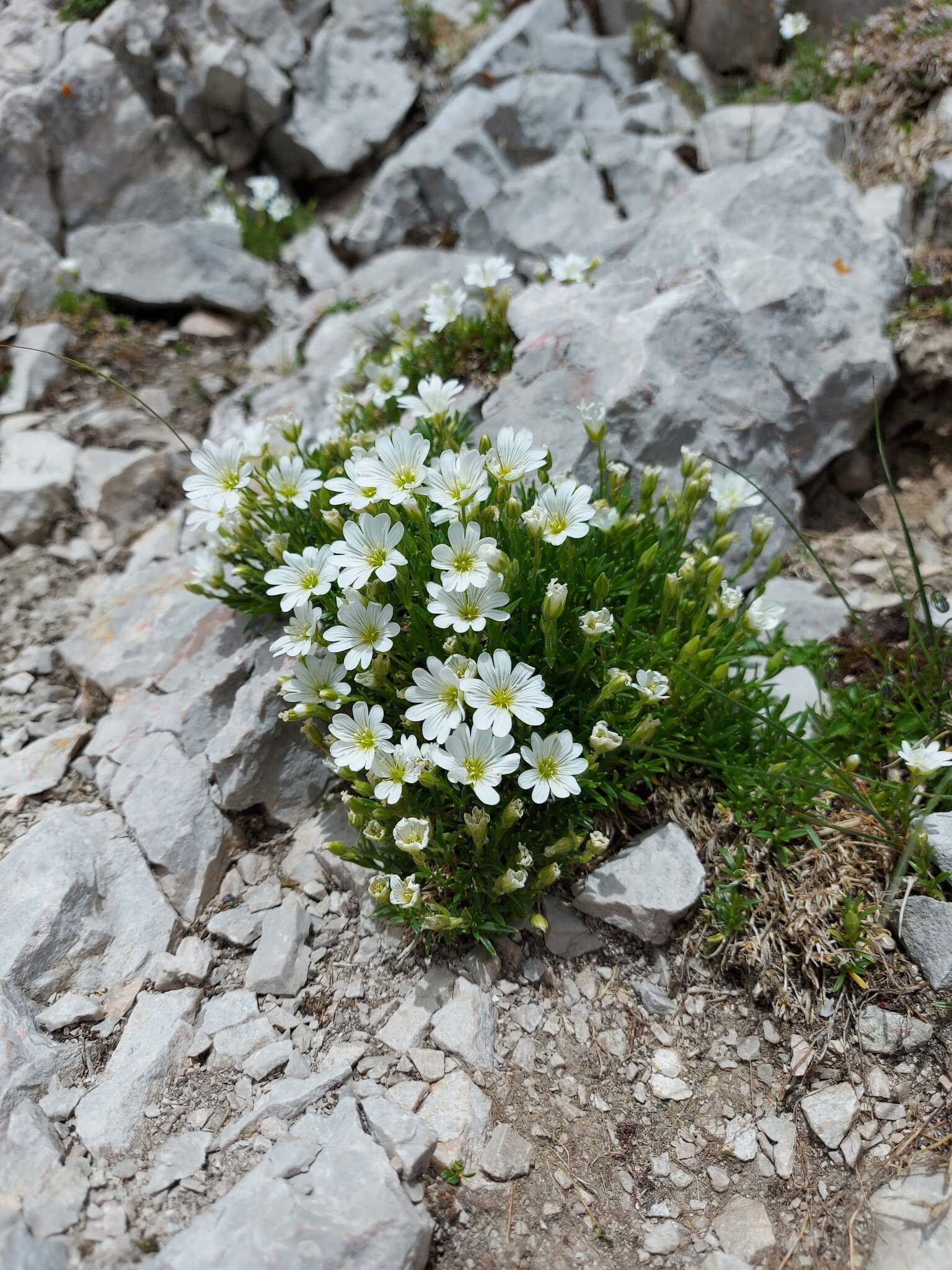 Imagem de Cerastium julicum Schellen.