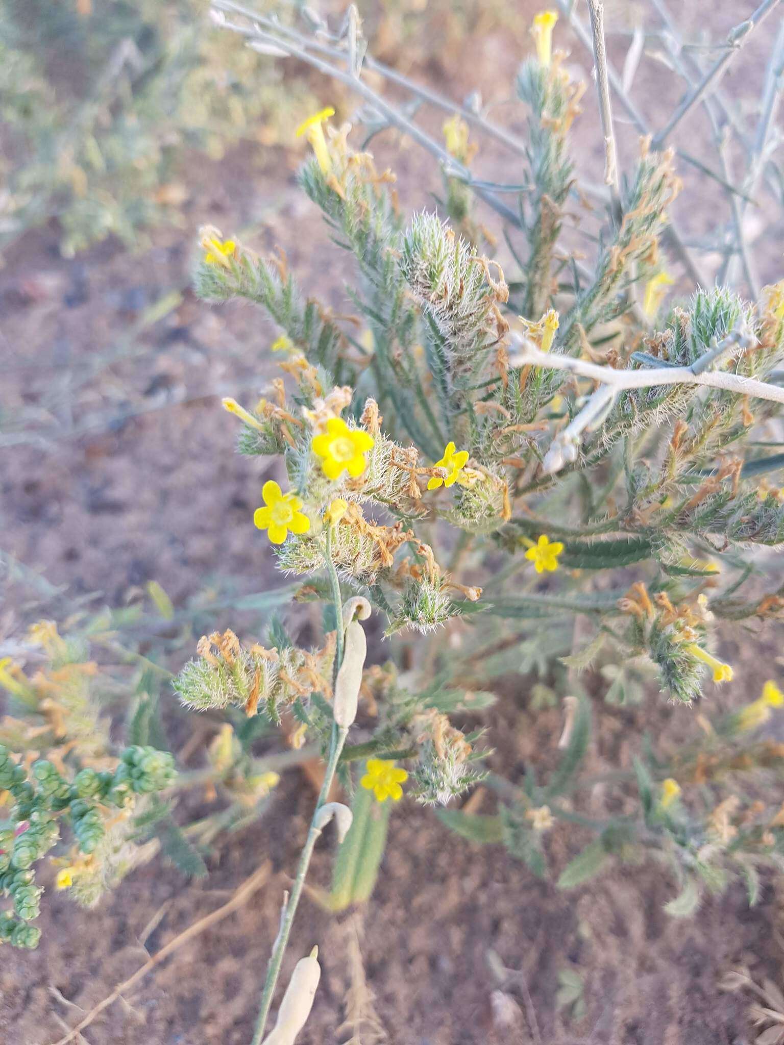 Слика од Arnebia hispidissima (Lehm.) DC.