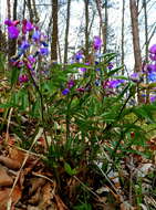 Image of spring pea