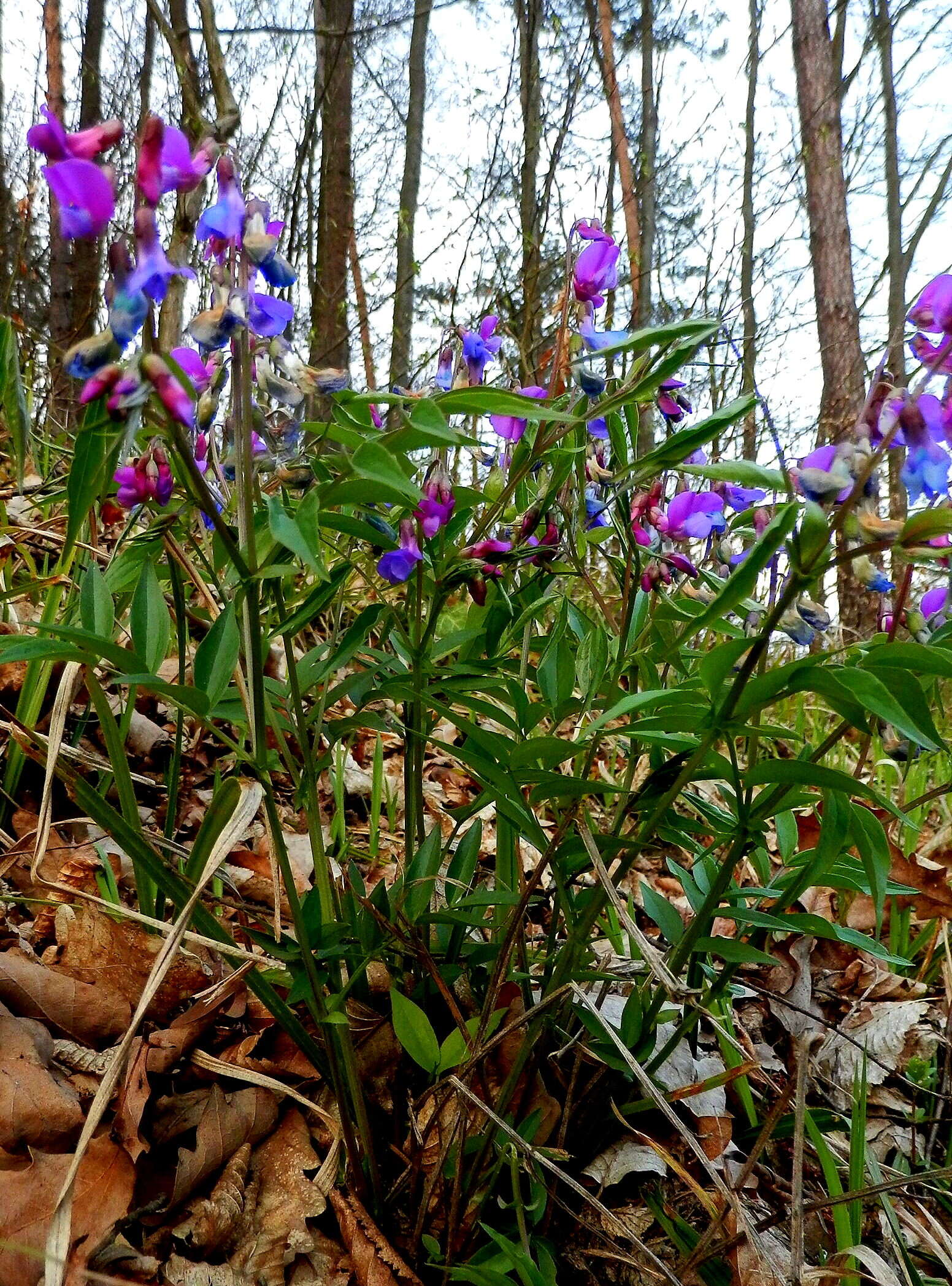 Image of spring pea