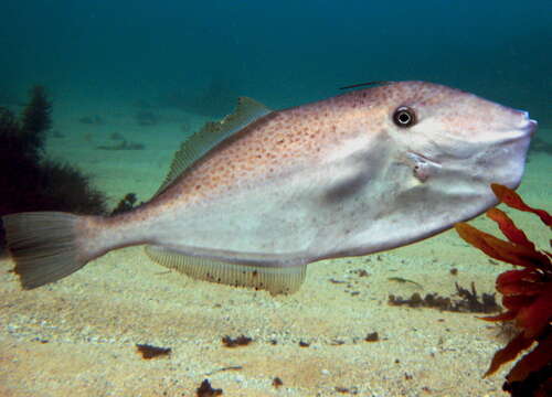 Image of Batfish