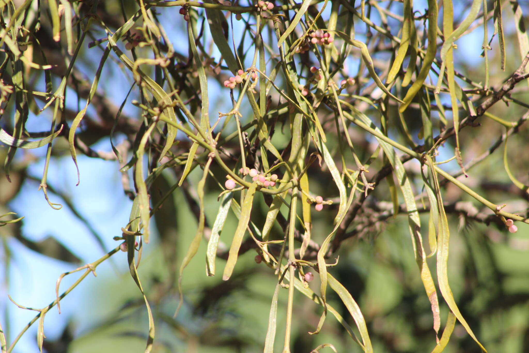 Image of Phoradendron ensifolium (Pohl ex DC.) Eichl.