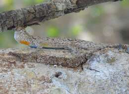 Image of Tropical tree lizard
