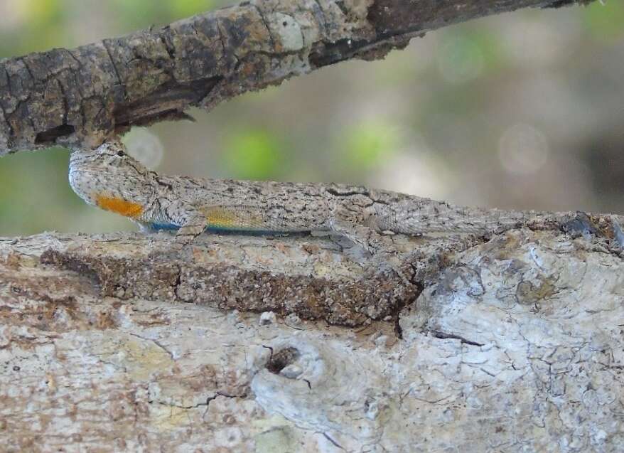 Urosaurus bicarinatus (Duméril 1856) resmi