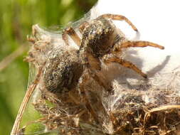 Image of Mogrus neglectus (Simon 1868)