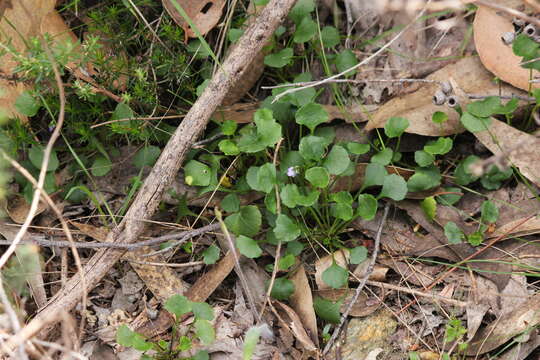 Image of Viola hederacea subsp. sieberiana (Sprengel) L. G. Adams