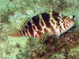 Image of Blotched Hawkfish