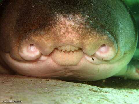 Image of Port Jackson Shark