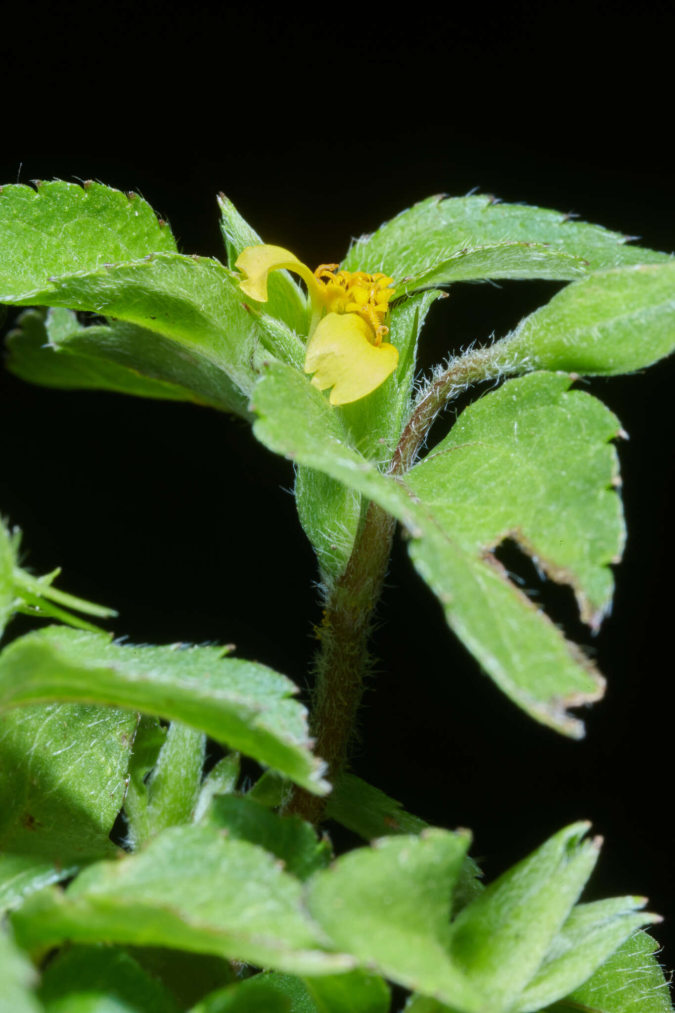 Calyptocarpus wendlandii Sch. Bip. resmi