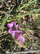 Image of Oxalis laciniata Cav.