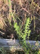 Image of piedmont bedstraw