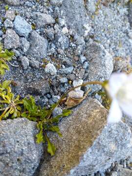 Image of Wahlenbergia pygmaea Colenso