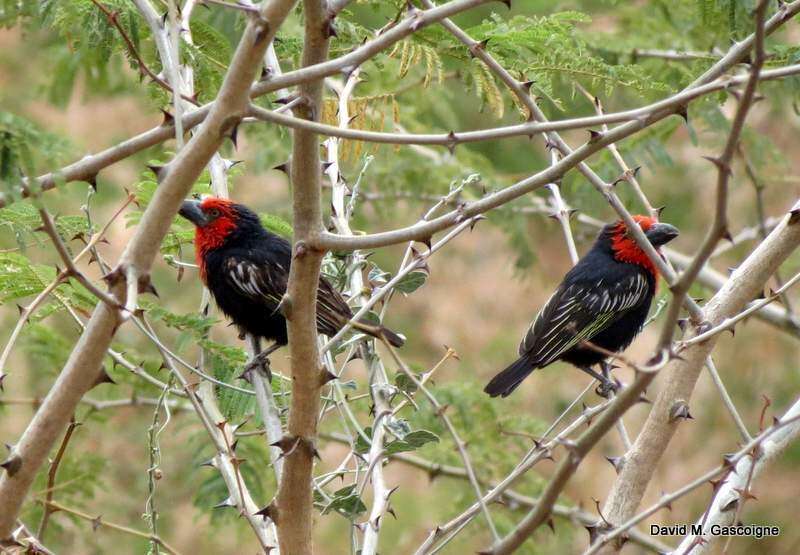 Image of Black-billed Barbet