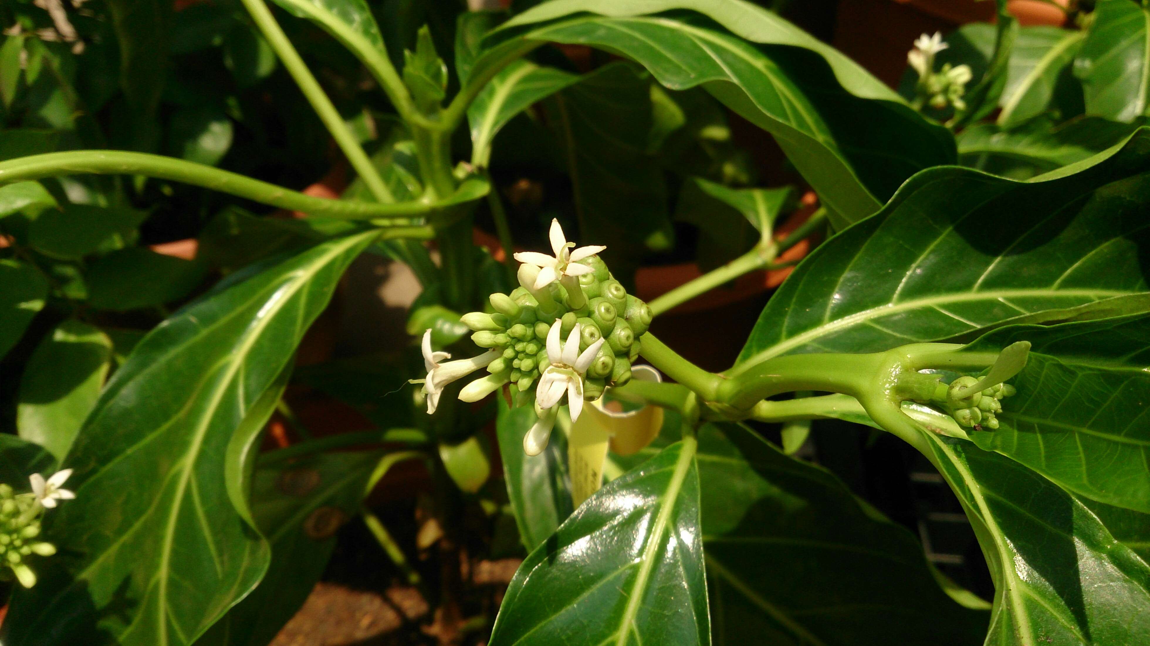 Image of Indian mulberry