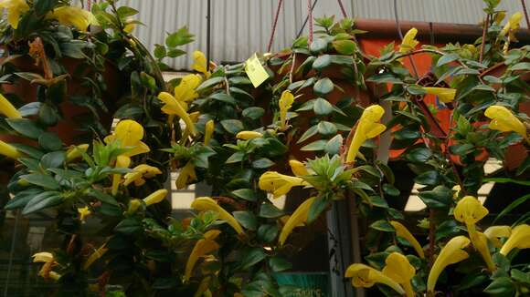 Image of Aeschynanthus radicans Jack