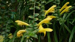 Image of Aeschynanthus radicans Jack