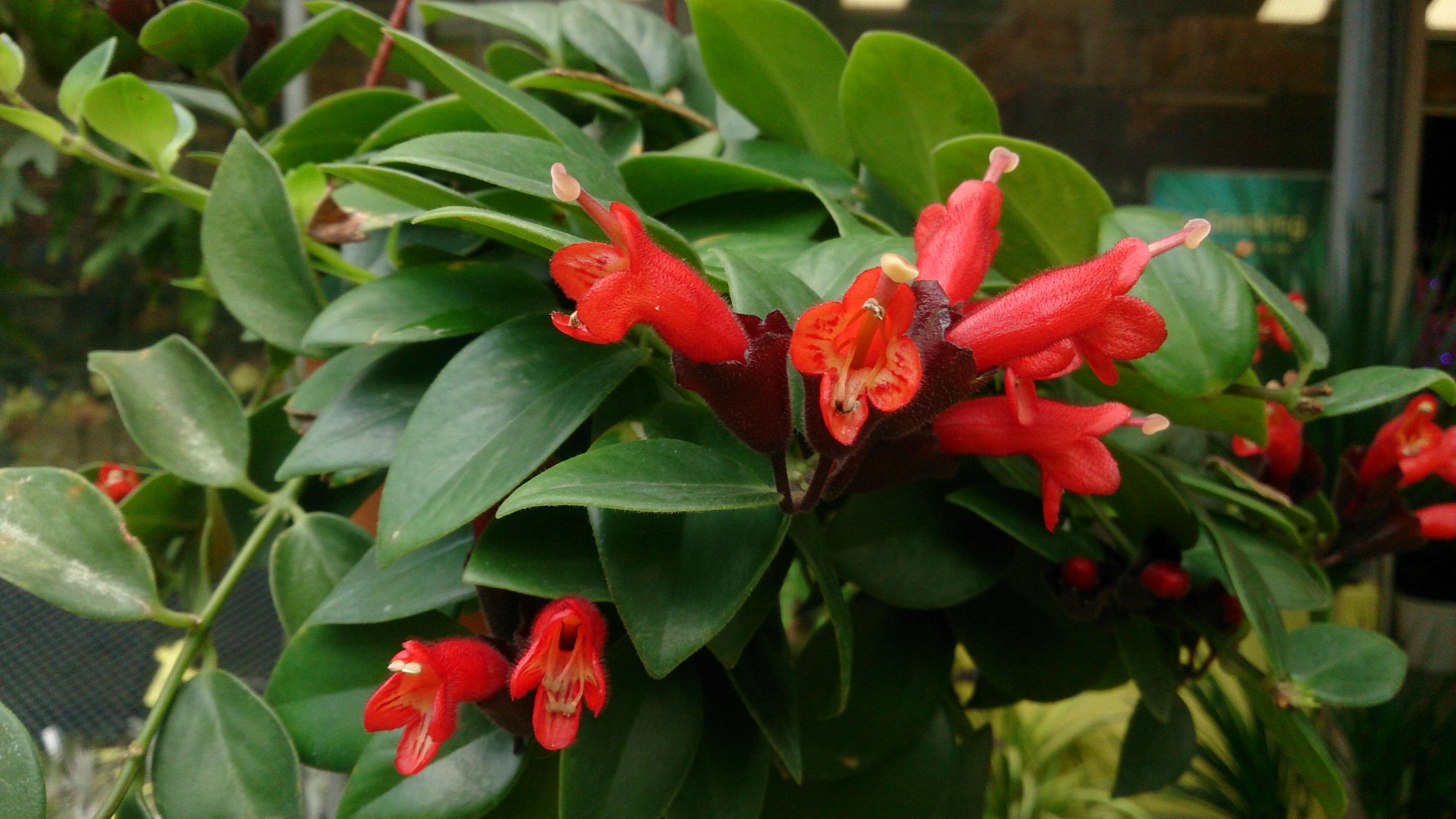 Image of Aeschynanthus radicans Jack