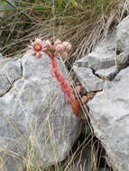 Image of Sempervivum marmoreum Griseb.