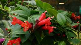 Image of Aeschynanthus radicans Jack