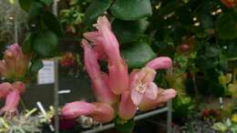 Image of Aeschynanthus radicans Jack