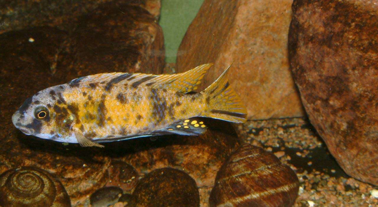 Image de Labeotropheus