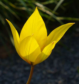 Image of Wild tulip