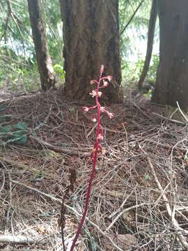 Image of summer coralroot