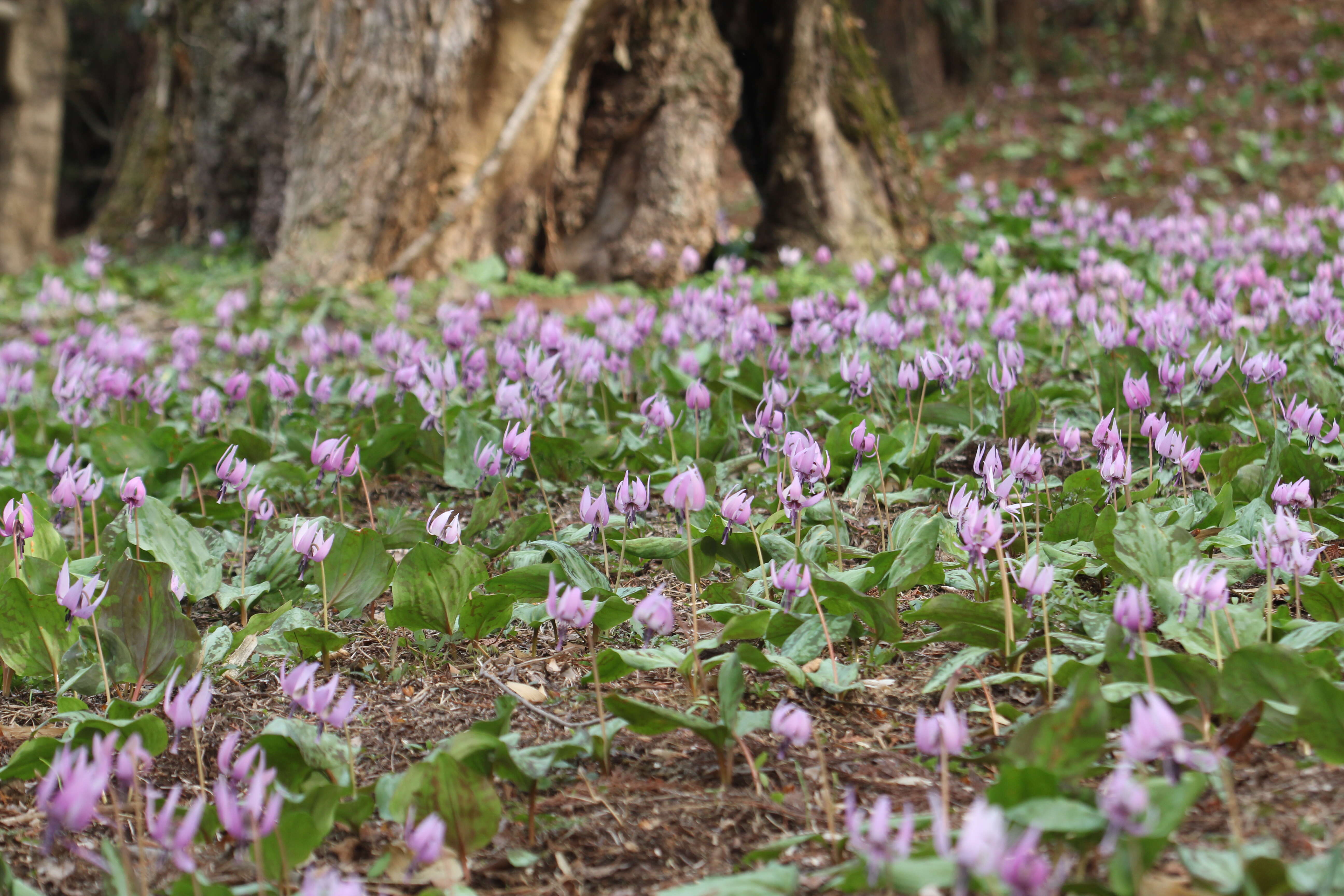 Image of Erythronium japonicum Decne.