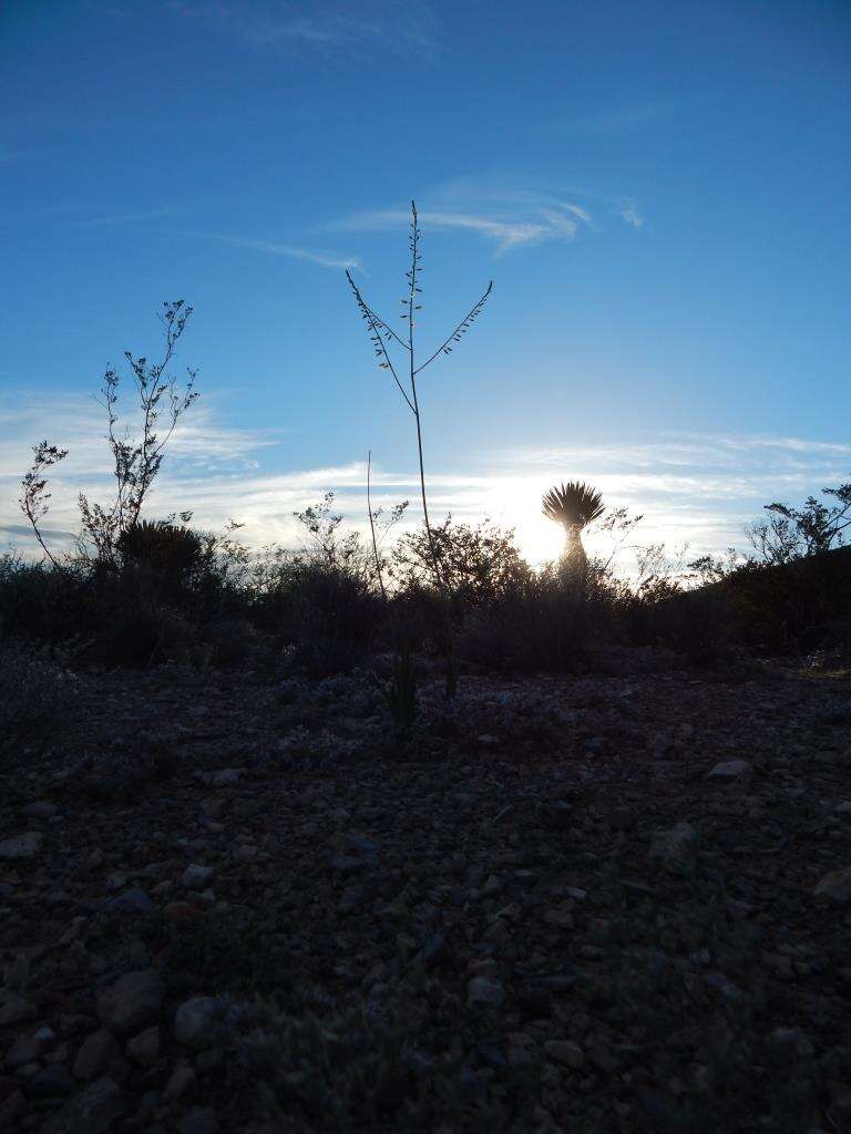 Image of Hemiphylacus latifolius S. Watson