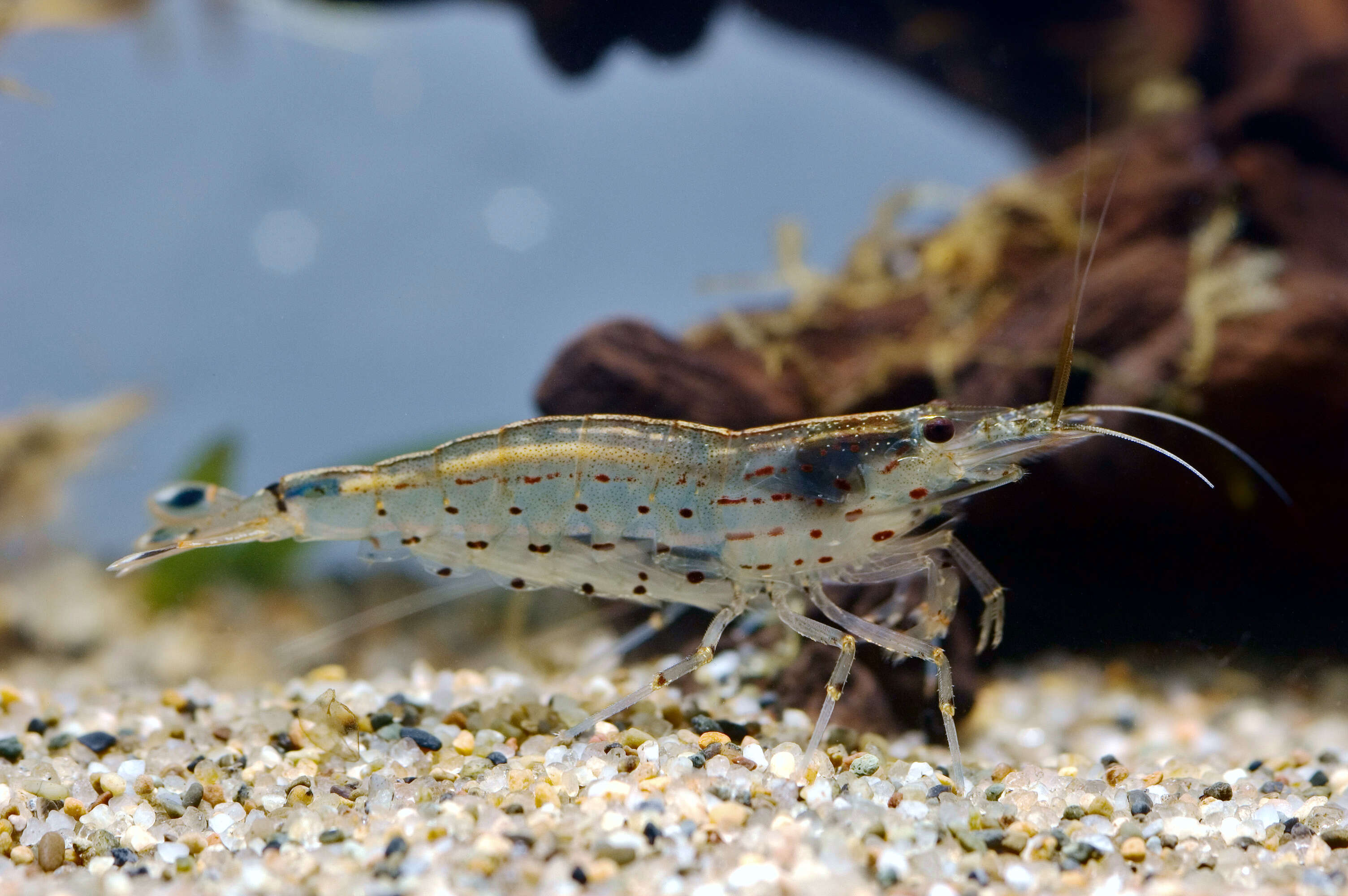 Image of Caridina multidentata