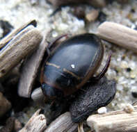 Image of Hydaticus (Hydaticus) transversalis (Pontoppidan 1763)