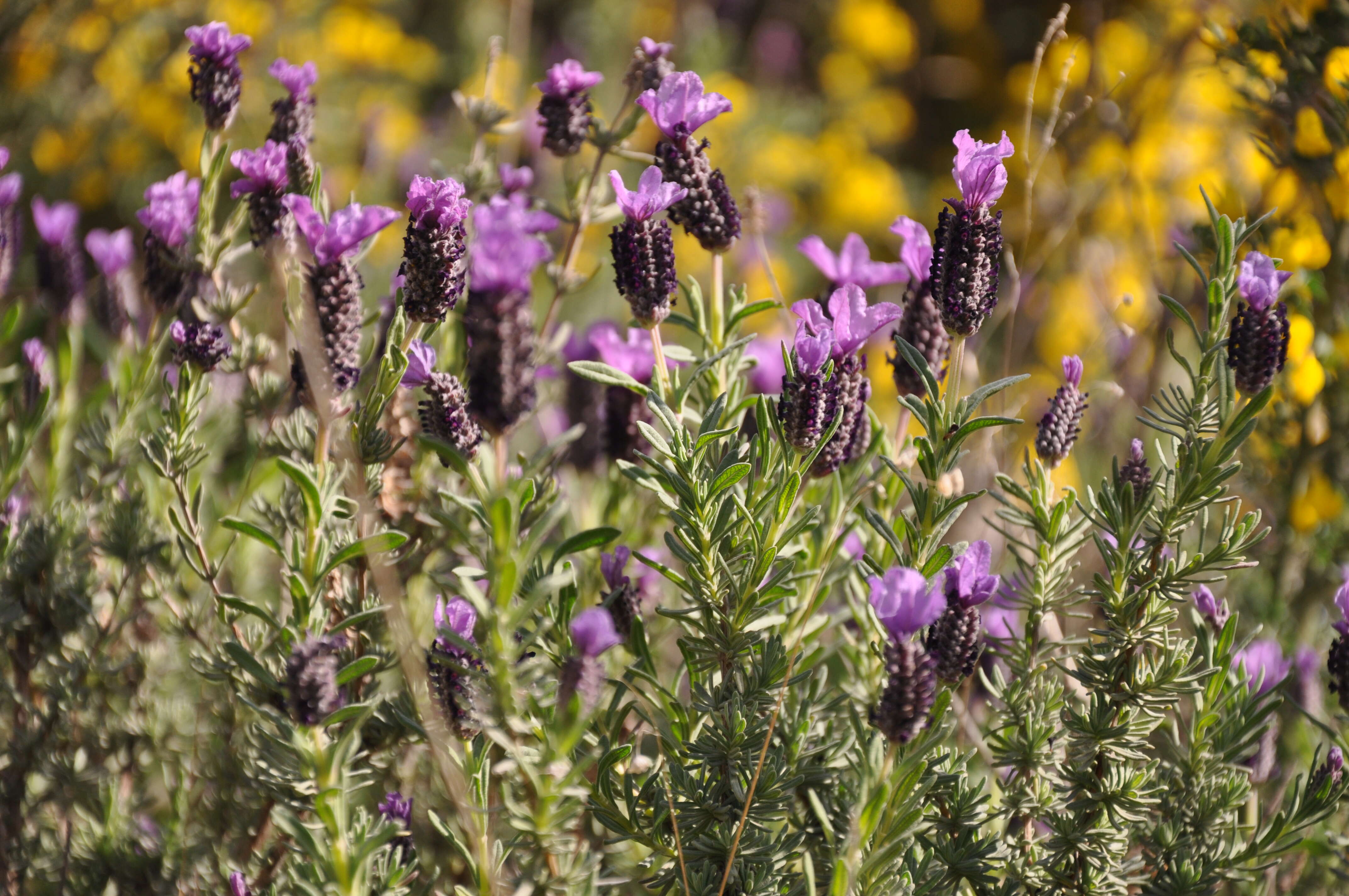 Image of French lavender